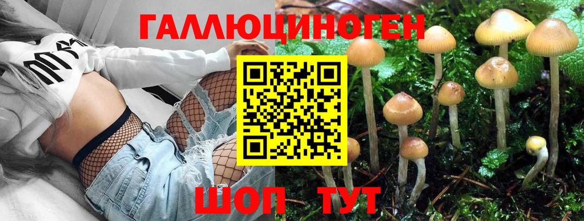 Псилоцибиновые грибы Psilocybe Острогожск